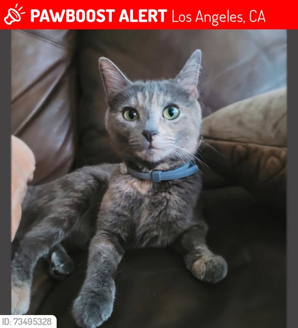 Lost Female Cat last seen Mc Kinsley & 42 place, Los Angeles, CA 90011