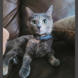 Lost Female Cat last seen Mc Kinsley & 42 place, Los Angeles, CA 90011