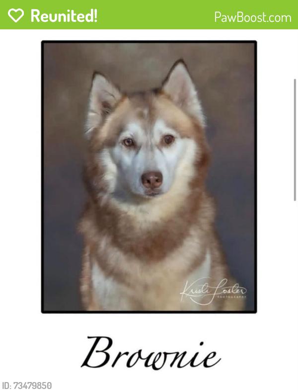 Reunited Female Dog last seen Latoka and Bristol, Springfield, MO 65804