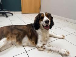 Reunited Female Dog last seen Elk Lake Road, Golf course, Elk River, MN 55330
