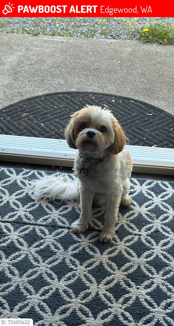 Lost Male Dog last seen Nelson Farm Park, Edgewood, WA 98372