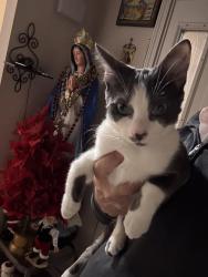 Lost Male Cat last seen 22 mile rd & Schonehrr, Shelby Township, MI 48315