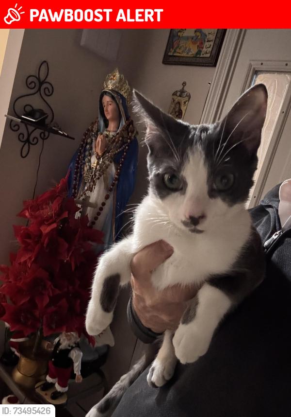Lost Male Cat last seen 22 mile rd & Schonehrr, Shelby Township, MI 48315