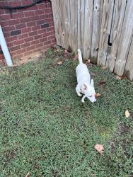 Reunited Female Dog last seen Fawnfield Dr and Stewart’s Creek Rd 37129, Murfreesboro, TN 37129