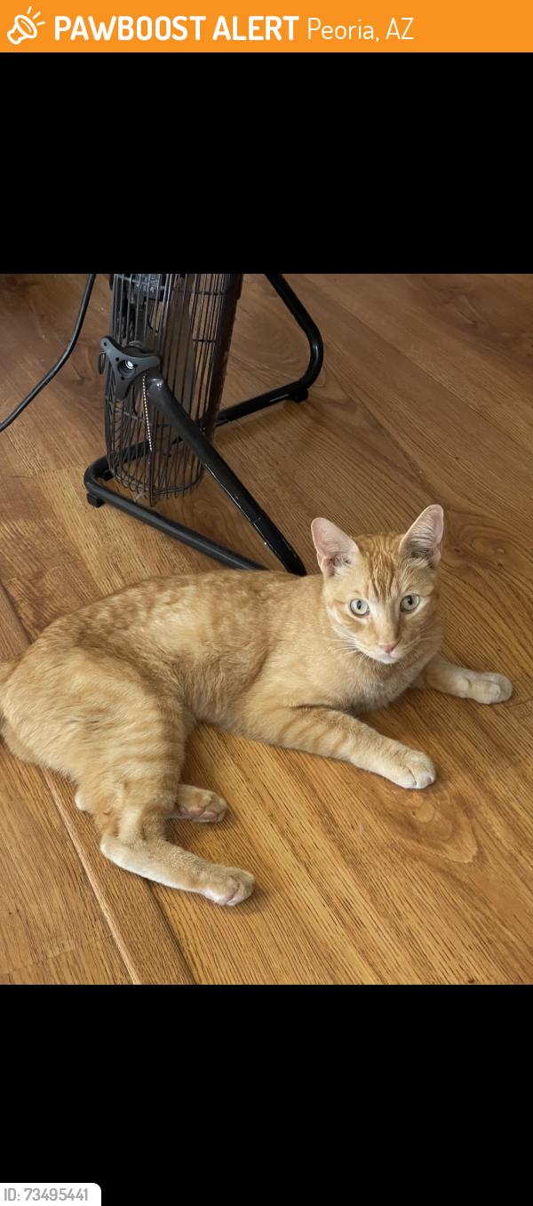 Found/Stray Unknown Cat last seen 75th ave and cactus, Peoria, AZ 85381