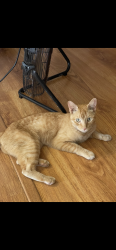 Found/Stray Unknown Cat last seen 75th ave and cactus, Peoria, AZ 85381