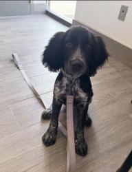 Reunited Female Dog last seen Elk Lake Road, Golf Course, Elk River, MN 55330