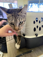 Shelter Stray Female Cat last seen Chestnut Lane, Coppell, TX, 821 S Coppell Rd, Coppell, TX 75019, USA