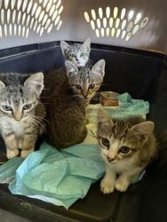 Shelter Stray Female Cat last seen Chestnut Lane, Coppell, TX, 821 S Coppell Rd, Coppell, TX 75019, USA