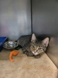 Shelter Stray Male Cat last seen Nixon St and W Logan St, Noblesville City, IN, 10501 Hague Rd, Fishers, IN 46038, USA