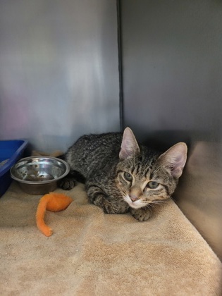 Shelter Stray Male Cat last seen Nixon St and W Logan St, Noblesville City, IN, 10501 Hague Rd, Fishers, IN 46038, USA