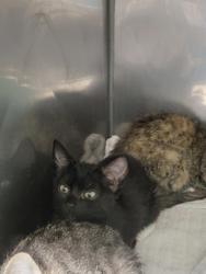 Shelter Stray Female Cat last seen Nixon St and W Logan St, Noblesville City, IN, 10501 Hague Rd, Fishers, IN 46038, USA