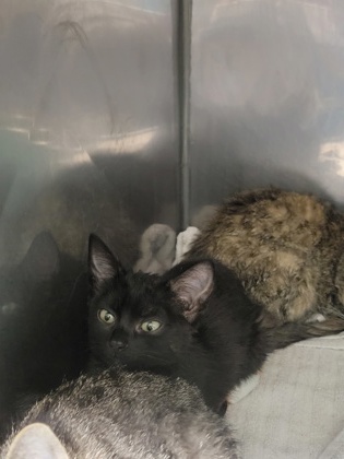 Shelter Stray Female Cat last seen Nixon St and W Logan St, Noblesville City, IN, 10501 Hague Rd, Fishers, IN 46038, USA