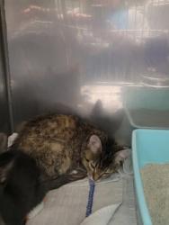 Shelter Stray Male Cat last seen Nixon St and W Logan St, Noblesville City, IN, 10501 Hague Rd, Fishers, IN 46038, USA