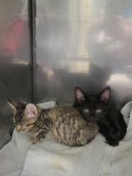 Shelter Stray Male Cat last seen Nixon St and W Logan St, Noblesville City, IN, 10501 Hague Rd, Fishers, IN 46038, USA
