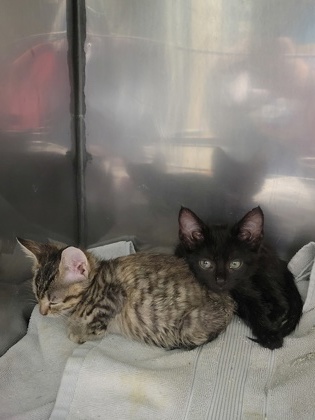 Shelter Stray Female Cat last seen Nixon St and W Logan St, Noblesville City, IN, 10501 Hague Rd, Fishers, IN 46038, USA