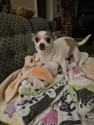 Reunited Female Dog last seen Cornell Avenue and Wise Street, Columbus, GA 31903