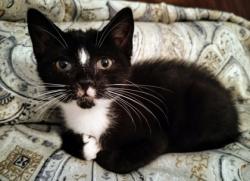 Shelter Stray Female Cat last seen Near Peachtree Place Pkwy, Atlanta, GA 30360, 30360, GA, 3280 Chamblee Dunwoody Rd, Chamblee, GA 30341, USA