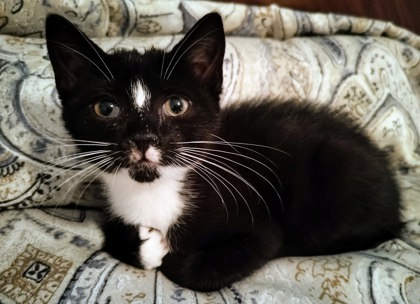 Shelter Stray Female Cat last seen Near Peachtree Place Pkwy, Atlanta, GA 30360, 30360, GA, 3280 Chamblee Dunwoody Rd, Chamblee, GA 30341, USA