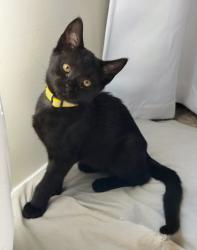 Shelter Stray Female Cat last seen Near Peachtree Place Pkwy, Atlanta, GA 30360, 30360, GA, 3280 Chamblee Dunwoody Rd, Chamblee, GA 30341, USA