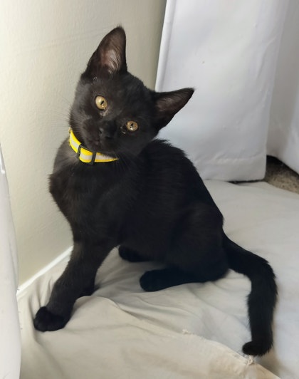 Shelter Stray Female Cat last seen Near Peachtree Place Pkwy, Atlanta, GA 30360, 30360, GA, 3280 Chamblee Dunwoody Rd, Chamblee, GA 30341, USA