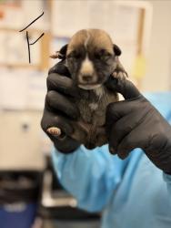 Shelter Stray Female Dog last seen S Hughes Ave & W Muscat Ave, Fresno Zone Fresno CO 1A 93706, CA, 1510 W Dan Ronquillo Dr, Fresno, CA 93706, USA