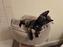 Shelter Stray Female Cat last seen Near Church St, Decatur, GA 30033, 30033, GA, 3280 Chamblee Dunwoody Rd, Chamblee, GA 30341, USA