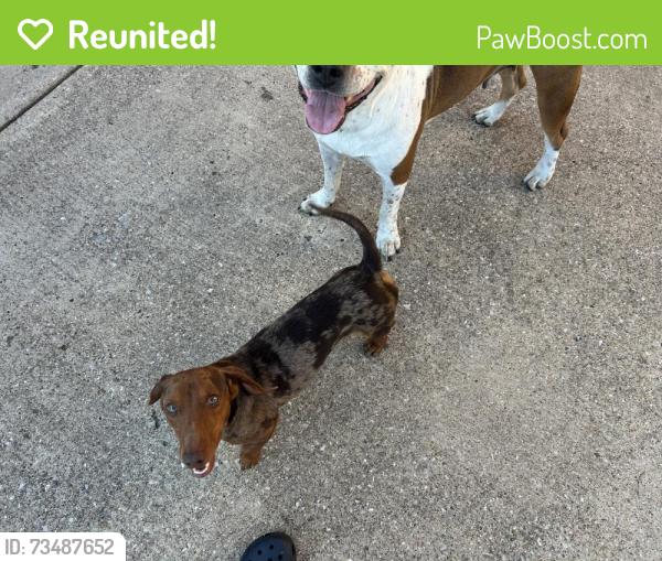 Reunited Female Dog last seen Lakeview High school, Garland, TX 75043