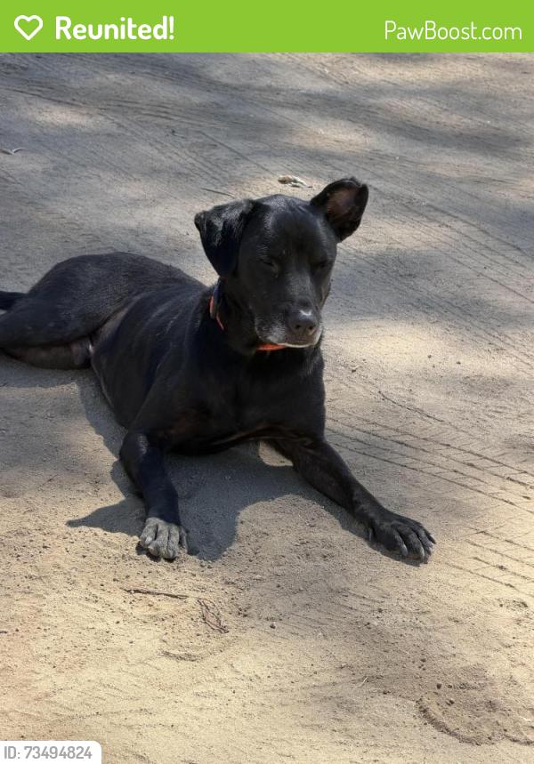 Reunited Male Dog last seen Eagle Rock Church, Menifee, CA 92584
