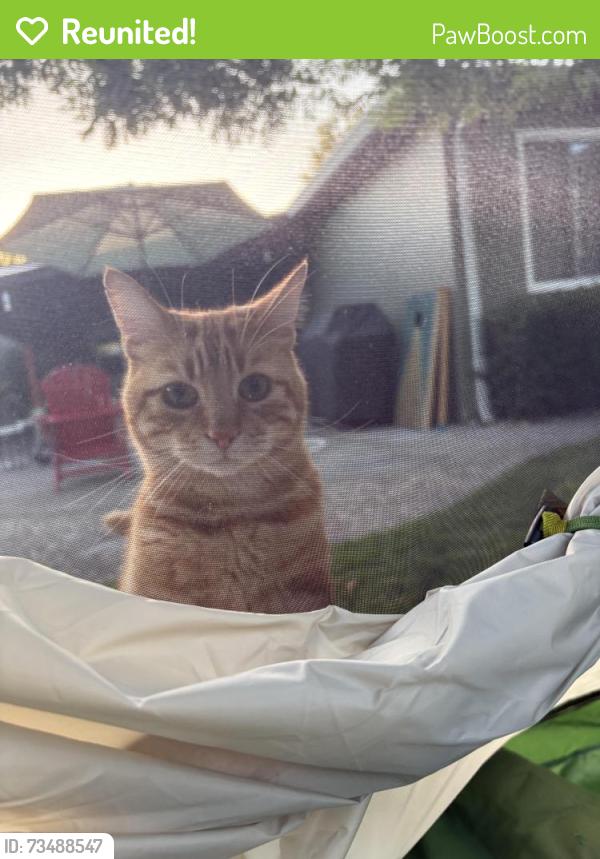 Reunited Male Cat last seen Hillsdale and San Clemente Ave, San Jose, CA 95112