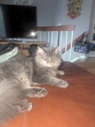 Reunited Male Cat last seen Near the Simone Desjardins school, Montréal, QC H1C 1C3