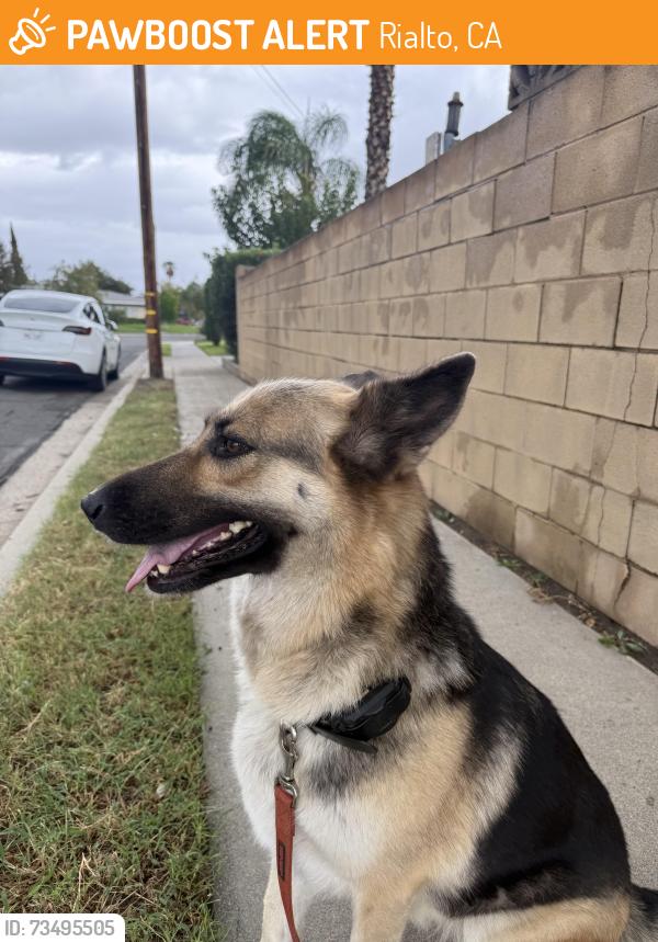 Found/Stray Female Cat last seen Etiwanda & Primrose, Rialto, CA 92376