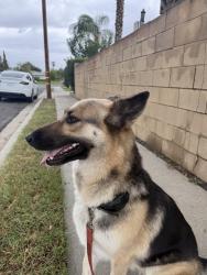 Found/Stray Female Cat last seen Etiwanda & Primrose, Rialto, CA 92376