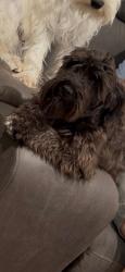 Lost Female Dog last seen Near street by westward, Banning, CA 92220