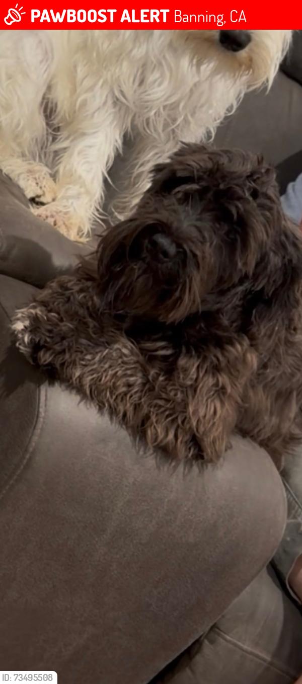 Lost Female Dog last seen Near street by westward, Banning, CA 92220