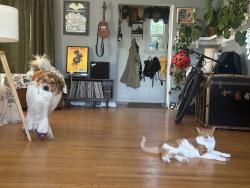 Reunited Male Cat last seen Near Fremont ave N, Seattle, WA 98133