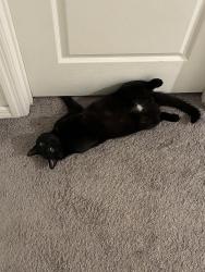 Lost Male Cat last seen Ham Brown Rd, Kissimmee, FL 34746