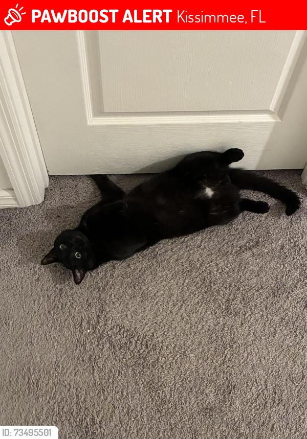 Lost Male Cat last seen Ham Brown Rd, Kissimmee, FL 34746