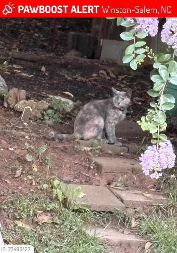 Lost Female Cat last seen Shadtree dr in glen village neighborhood, Winston-Salem, NC 27107