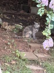Lost Female Cat last seen Shadtree dr in glen village neighborhood, Winston-Salem, NC 27107