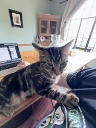 Found/Stray Male Cat last seen Huntington museum of art, Huntington, WV 25701
