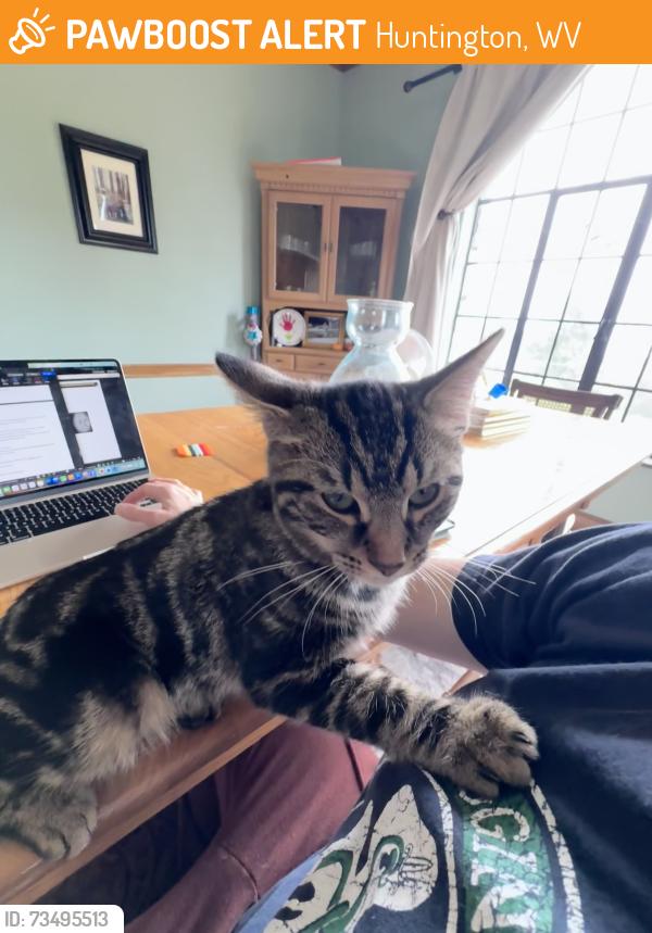 Found/Stray Male Cat last seen Huntington museum of art, Huntington, WV 25701
