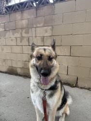 Found/Stray Female Dog last seen Eitwanda & Primrose, Rialto, CA 92376