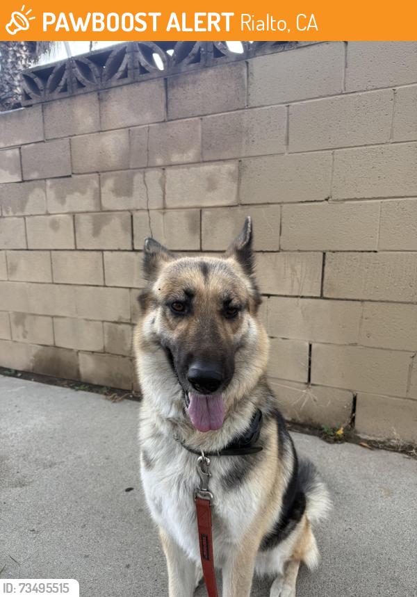 Found/Stray Female Dog last seen Eitwanda & Primrose, Rialto, CA 92376