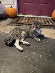 Found/Stray Unknown Cat last seen Near the Kelly Street intersection, Greenville, SC 29605