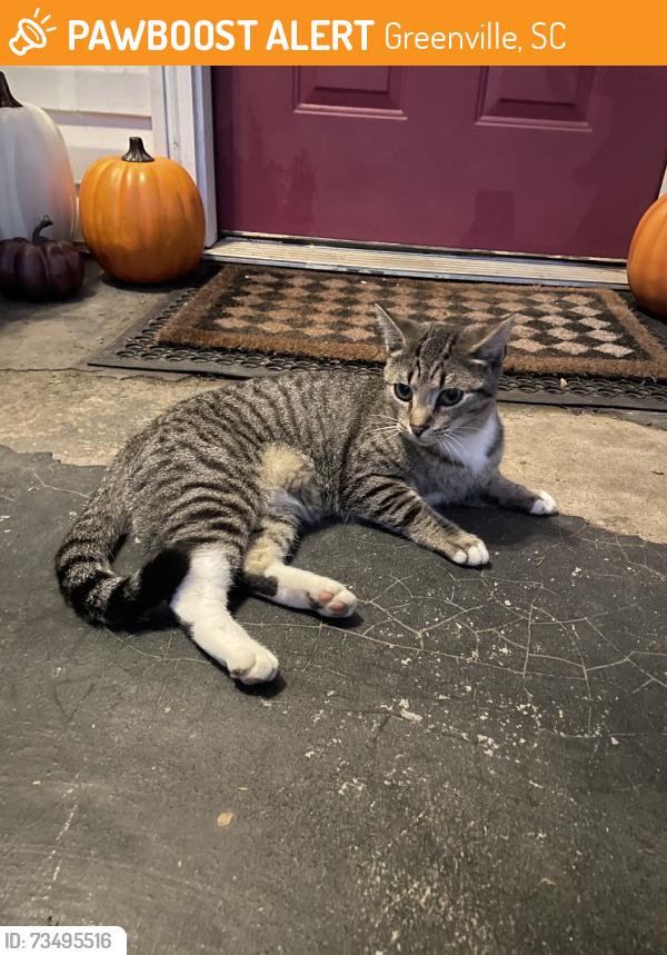 Found/Stray Unknown Cat last seen Near the Kelly Street intersection, Greenville, SC 29605