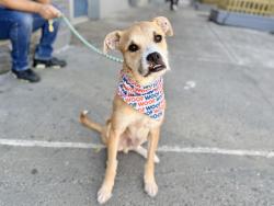 Shelter Stray Male Dog last seen NEW YORK, NY, 10002, 326 E 110th St, New York, NY 10029, USA