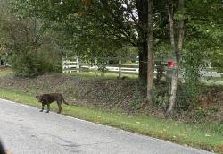 Reunited Unknown Dog last seen Massey Chapel Rd between Herndon and Southpoint village apmts, across from blueberry place, Durham, NC 27713