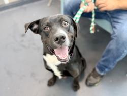 Shelter Stray Male Dog last seen Near Webster Avenue, BRONX, NY, 10467, 326 E 110th St, New York, NY 10029, USA