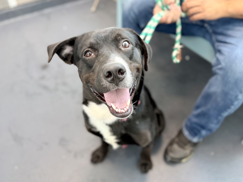 Shelter Stray Male Dog last seen Near Webster Avenue, BRONX, NY, 10467, 326 E 110th St, New York, NY 10029, USA